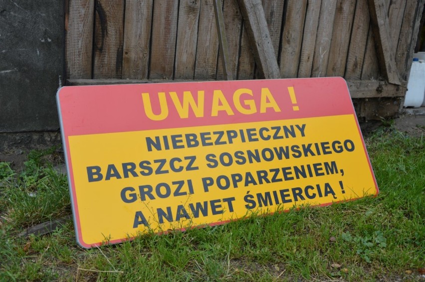 Barszcz Sosnowskiego w powiecie człuchowskim