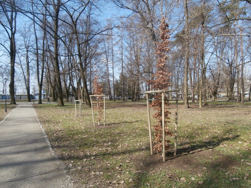 W Jarosławiu posadzili 80 drzew liściastych oraz 540 krzewów [FOTO]