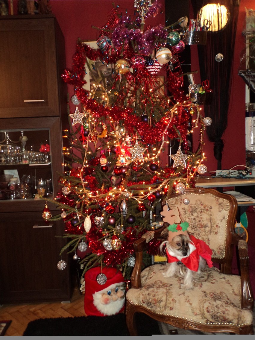 Boże Narodzenie 2012: Zdjęcia choinek i świątecznych ozdób!