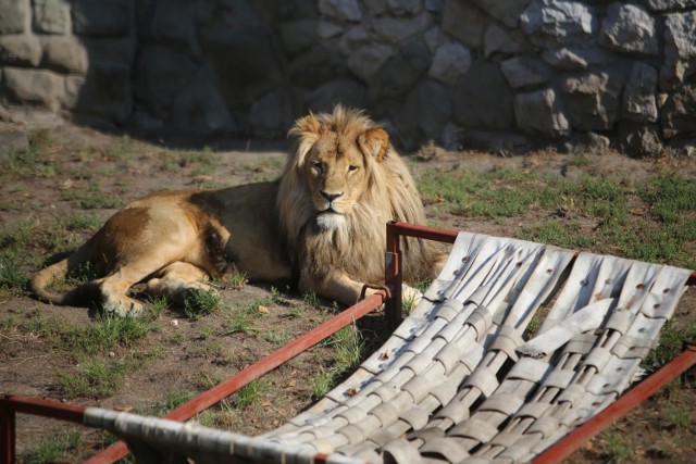 Zwierzaki Śląskiego Ogrodu Zoologicznego