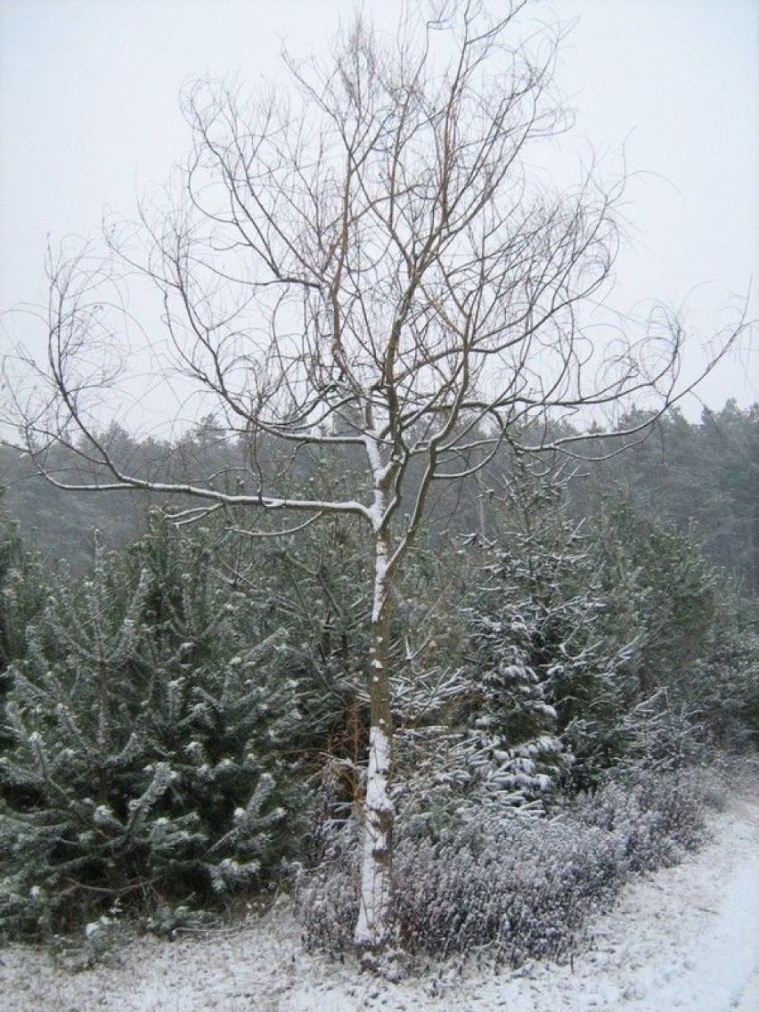 Pierwszy śnieg - spacer w stronę lasu.Fot. Małgorzata...