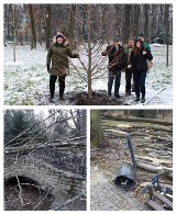 Sadzą drzewa w żywieckim parku, który ucierpiał podczas marcowej wichury [ZDJĘCIA]