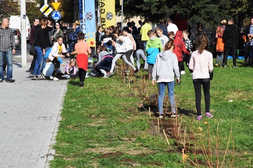 100 krzewów przed bielskim „Mechanikiem”! Klub Gaja z dziećmi i młodzieżą uczcili Święto Drzewa [ZDJĘCIA]