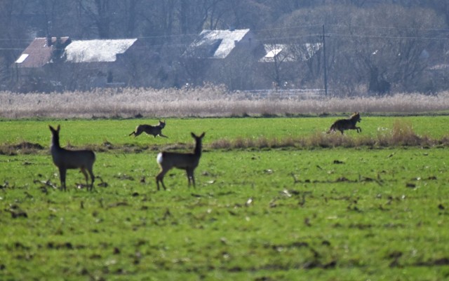 Fotografie z nieudanego polowania wilków na sarny, pani Katarzyna wykonała w okolicach Nietkowa.