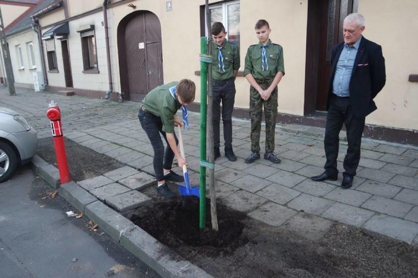 Dzięki dofinansowaniu kolejne drzewka miododajne pojawią się m.in. w gminie Chocz