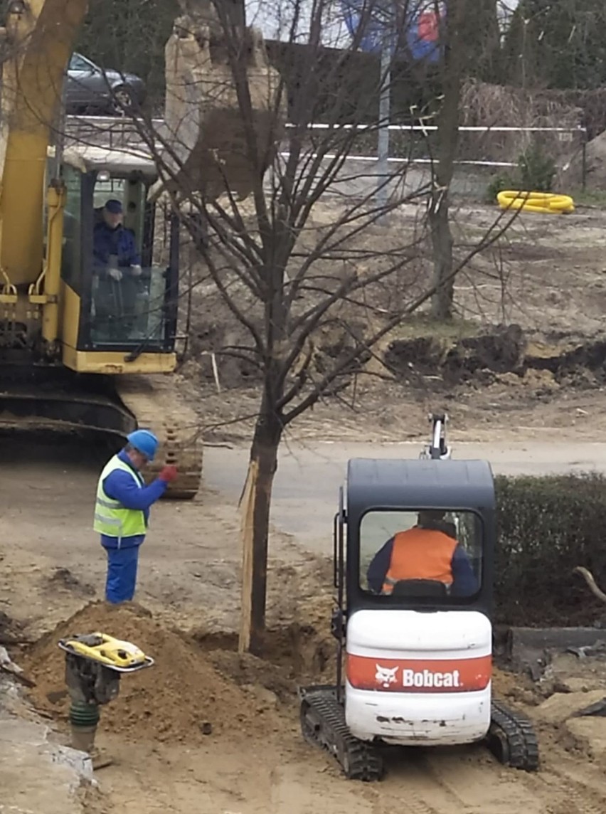 Drzewa z korzeniami wyrywane i ponownie zakopywane w Lesznie