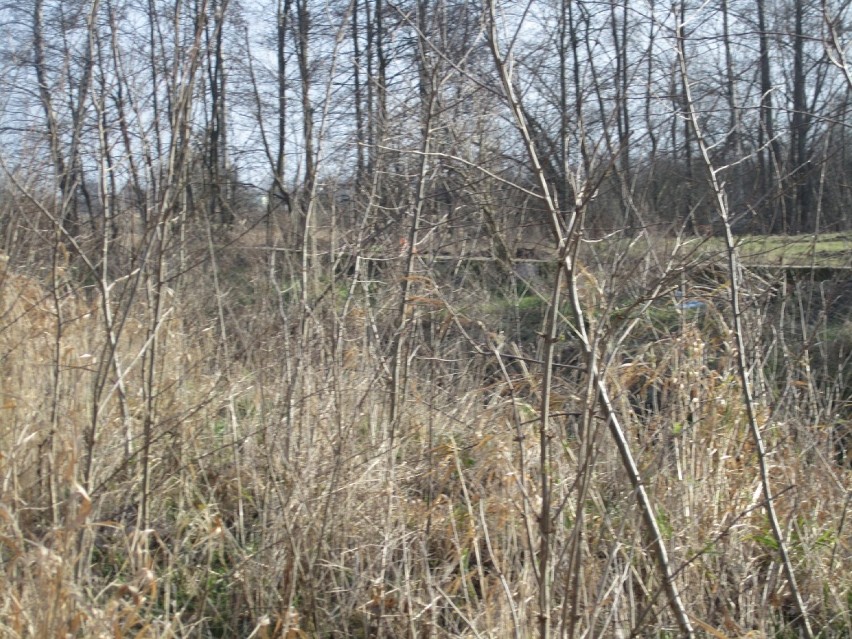 Rodzinka bobrów zamieszkała w lesie nieopodal usteckiego OSIR