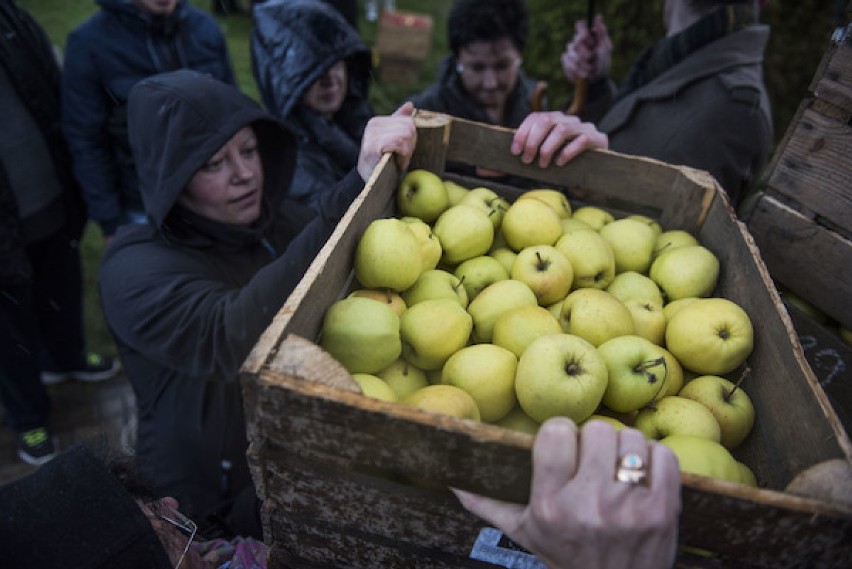 Toruń: Tłumy chętnych ustawiły się po skrzynki z jabłkami...