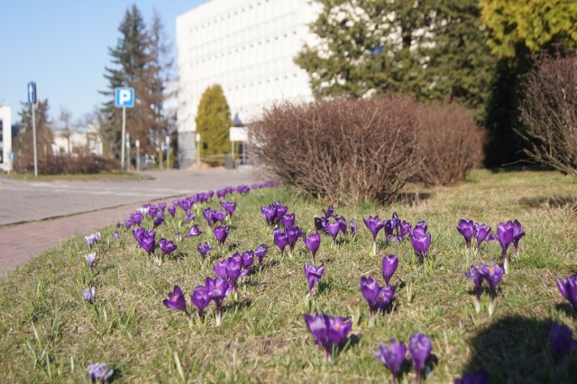 Wiosna w Radomsku: Kwitną krokusy