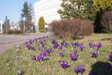 Wiosna w Radomsku: Kwitną krokusy. Są na rondach, przy urzędzie miasta, szkołach... [ZDJĘCIA]