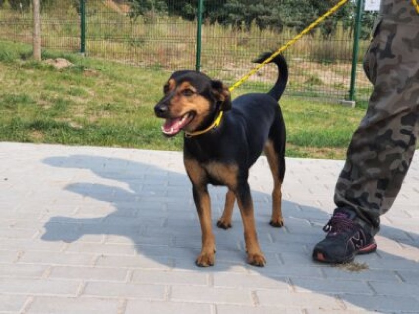 Samica, wiek około 1 roku, do schroniska trafiła 12.09.2020