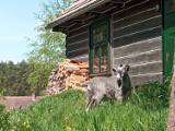 Dzień Dziecka w Gościńcu Pod Zającem będzie miał dwa dni