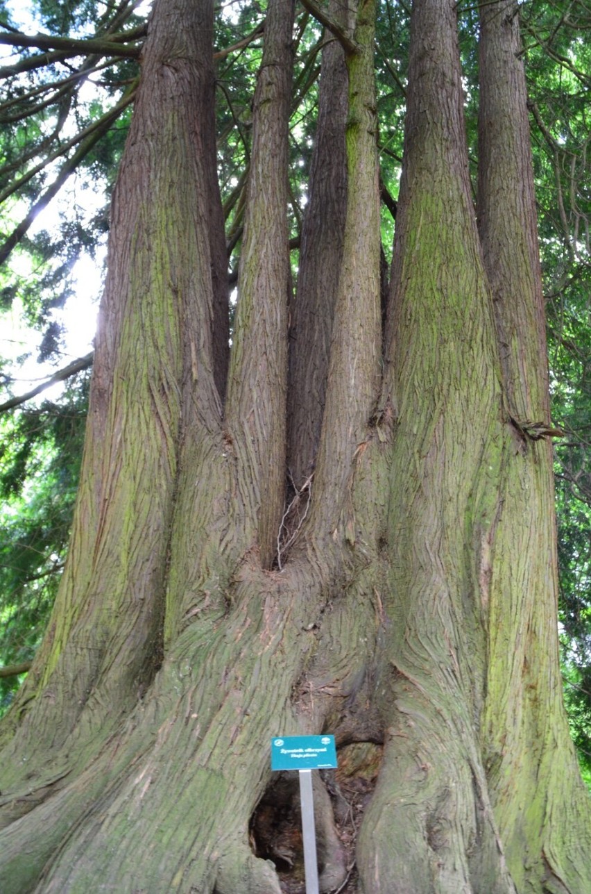 Arboretum Wirty to najstarszy ogród botaniczny w Polsce!