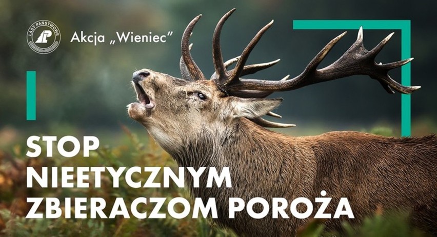 Stop nieetycznym zbieraczom poroża. Akcja Regionalnej Dyrekcji Lasów Państwowych w Szczecinie