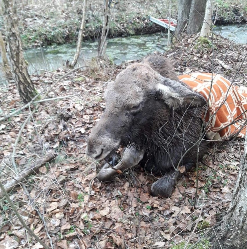 Ochotnicza Straż Pożarna w Lipsku. Druhowie uratowali łosia [Zdjęcia]