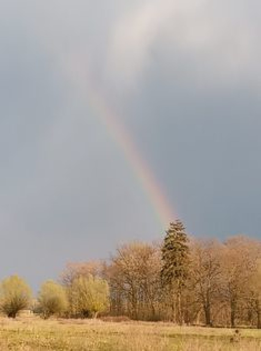 Wiosnę widać z naszych okien. Zdjęcia naszych czytelników