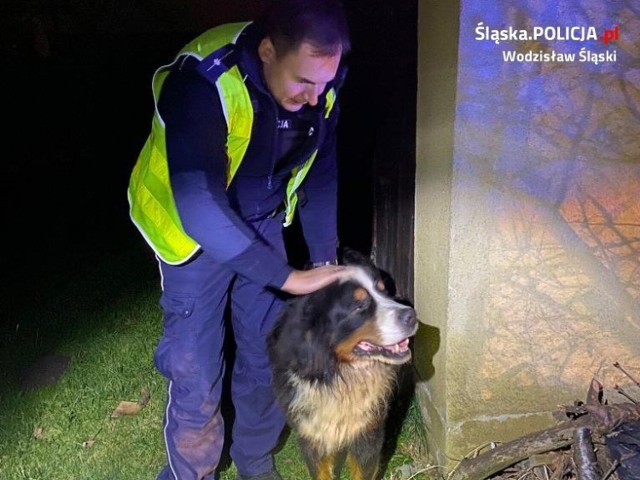 Policjanci zaopiekowali się psem, a następnie przewieźli do schroniska