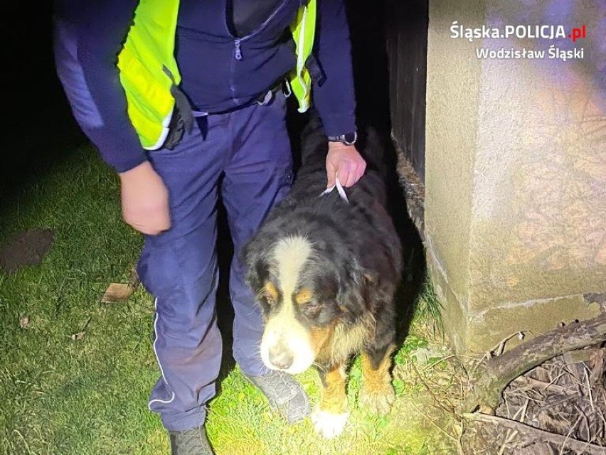Policjanci zaopiekowali się psem, a następnie przewieźli do...
