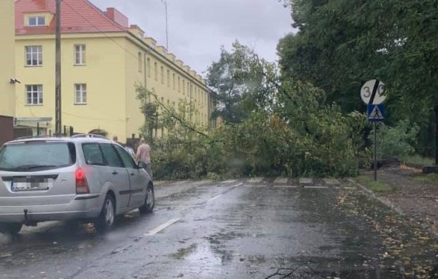 Uwaga kierowcy! Wiatr powala drzewa w Szczecinie 