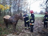 W Mierzynie (gm. Gniewino)  koń utknął w błocie