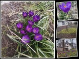 Wiosna zawitała do Kielc. Zobacz pierwsze zwiastuny wiosny w obiektywie kielczan