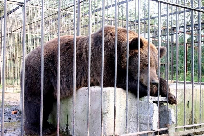 Niedźwiedzie w Poznaniu: Misza