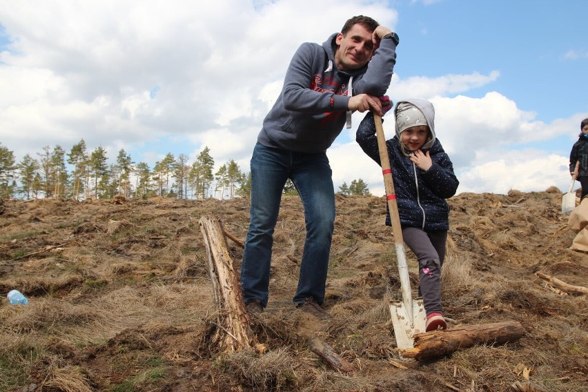 Akcja "Do nasadzenia". Całe rodziny sadziły las w Nadleśnictwie Lipuszu. Już rośnie ok. 100 000 drzewek [ZDJĘCIA]