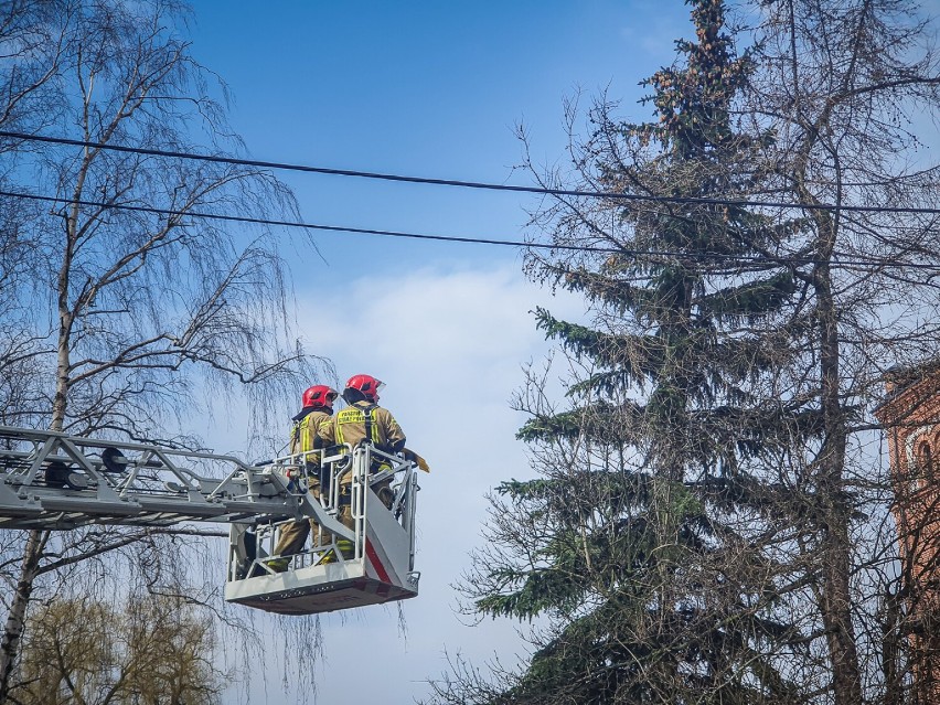 Na budowie w Lesznie drzewo niemal spadło na linię energetyczna