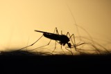 Opryski na komary w Kostrzynie. Owady nie dają żyć mieszkańcom. Opryskanych zostanie ponad 20 miejsc na terenie miasta