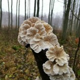 Grudniowe grzybobranie w lasach koło Szczecinka. Na grzyby z aparatem fotograficznym [zdjęcia]