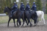 Stołeczna policja ogłosiła przetarg na zakup koni. Łącznie służbę będą pełnić 22 jednostki konne