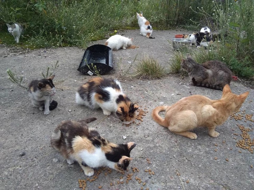 18-latek zgromadził 70 kotów