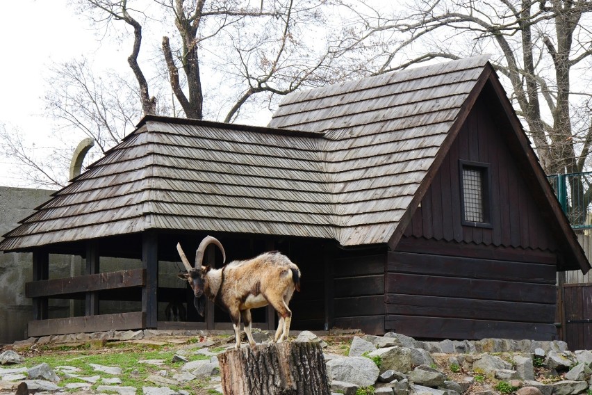 Zoo, zagrody edukacyjne i parki zwierząt to świetne miejsca...