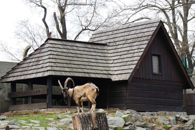 Zoo, zagrody edukacyjne i parki zwierząt to świetne miejsca na wycieczkę dla całej rodziny. Przedstawiamy Wam zwierzyńce w okolicach Legnicy. W tych miejscach dzieci z pewnością będą zachwycone zwierzętami! 
Przejdź do kolejnego zdjęcia ----->>>>