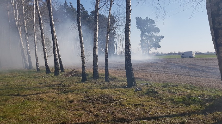 Pożar lasu. W akcji strażacy z Dobrzycy, Sośnicy, Pleszewa i Kowalewa