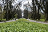 Warszawa rozkwitła na Wielkanoc. Stołeczne parki pełne wiosennych kolorów