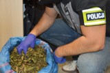 Kalisz: Policjanci zatrzymali dilera narkotyków i przejęli blisko pięć kilogramów środków odurzających. ZDJĘCIA