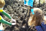 Uroczyste sadzenie żonkili w Parku Papieskim w Rzeszowie. Akcja Pola Nadziei zorganizowana przez Podkarpackie Hospicjum dla Dzieci
