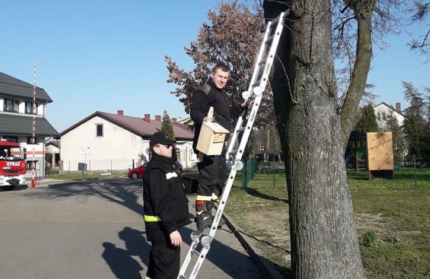 Druhowie z Raciążka zatroszczyli się o lokalne ptactwo [zdjęcia]