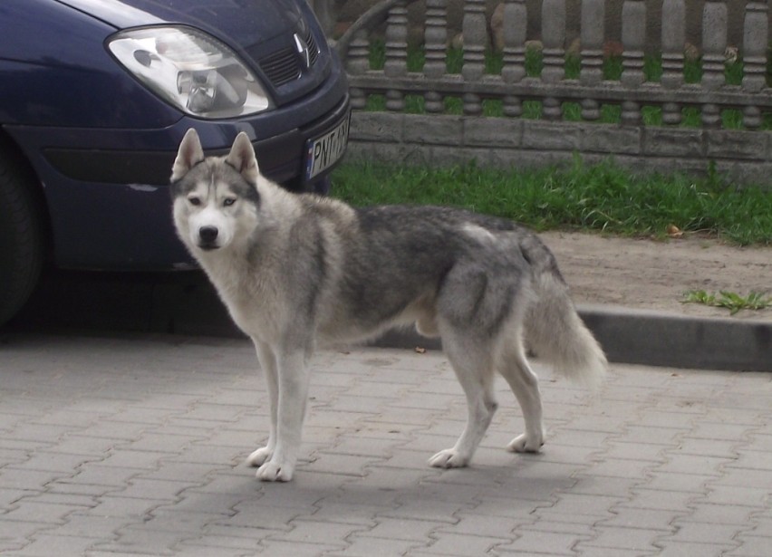 Jak zadbać o zwierzęta latem. Krótki poradnik dla posiadaczy...