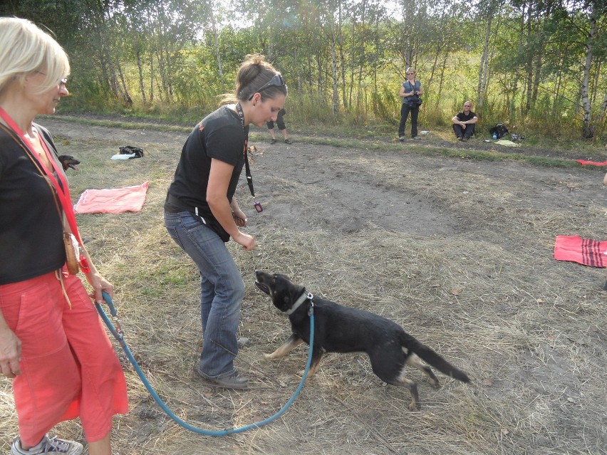 Wesoła Łapka szkoli psy schroniskowe w Rudzie Śląskiej. Wolontariusze pomagają