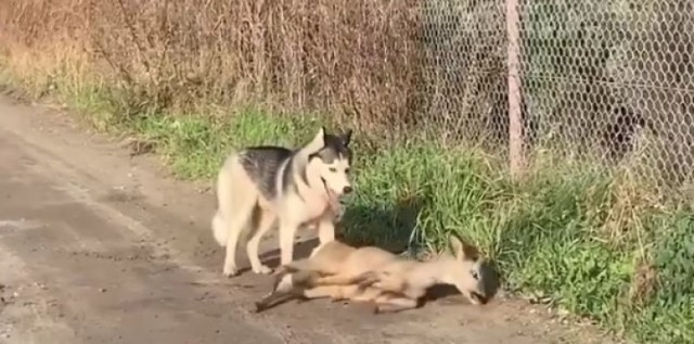 Pies zagryzł jelonka na ul. Leśmiana. Może być niebezpieczny dla ludzi!