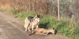 Pies zagryzł jelonka na ul. Leśmiana. Może być niebezpieczny dla ludzi! [DRASTYCZNE NAGRANIE]