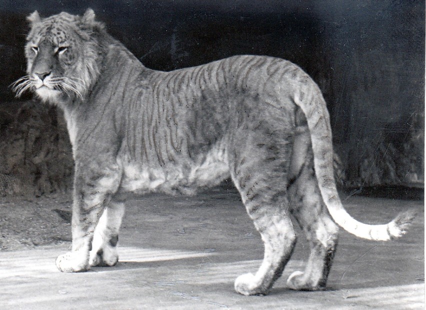 Mieszaniec tygrysa i lwa ok. 1930 / fot. archiwum ZOO Wrocław