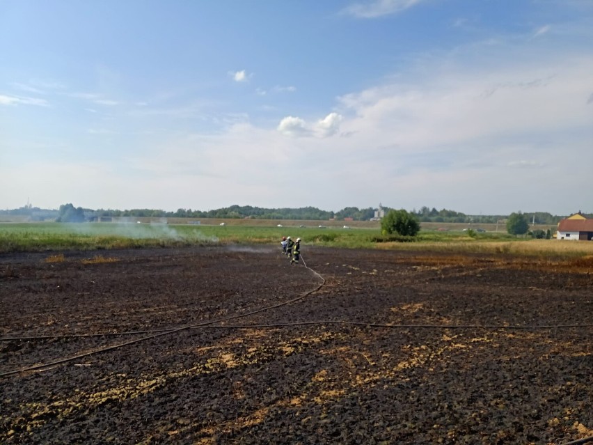 Pożar zboża w Dąbrowej k. Rzeszowa. Spaliło się, kilka hektarów pszenicy [Zdjęcia]