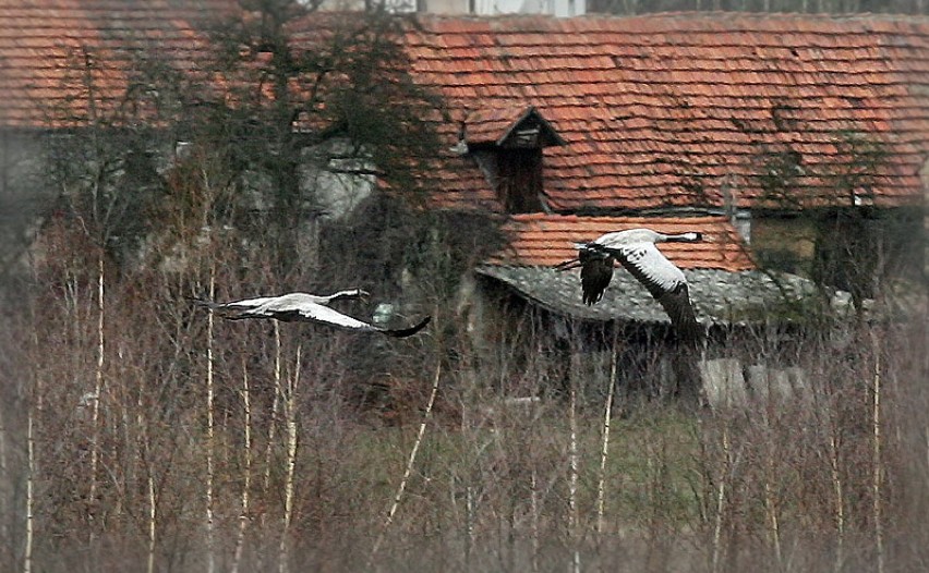 Żurawie w Bieniowicach (ZDJĘCIA)