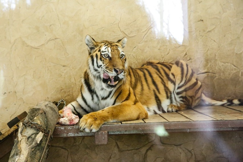 Osoby, które zdecydują się odwiedzić zoo w Chorzowie na...