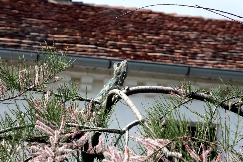 Mini Zoo Piotrówek koło Legnicy. Moc atrakcji nie tylko dla dzieci, zobaczcie zdjęcia