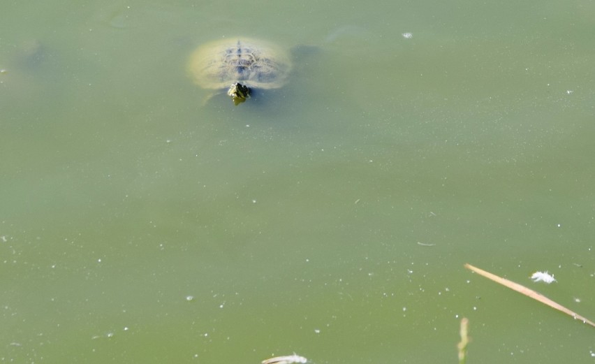 Żółwie w stawie w Sieradzu. Ktoś wypuścił do zbiornika gatunek inwazyjny. Przepisów, co zrobić, brak