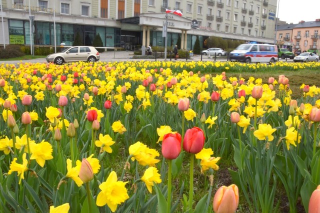 Kwietny dywan powstał w Kielcach przy ulicy Żelaznej na wysokości hotel Grand. Wzrok przyciąga efektowna rabata pełna kolorowych kwiatów, które mają  barwy stolicy województwa. Za chwilę, gdy rozkwitną także tulipany pokaże się w pełnej krasie, w czerwono - żółtych barwach. Zobacz na kolejnych zdjęciach zachwycający kwietny dywan w centrum Kielc